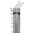 All lanes use the Phospho-AMPA Receptor 1 (Ser831) antibody at 1:1K dilution for 1 hour at room temperature.