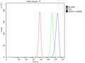 Flow Cytometry analysis of HepG2 cells using anti-SNTA1 antibody. Overlay histogram showing HepG2 cells stained with (Blue line). To facilitate intracellular staining, cells were fixed with 4% paraformaldehyde and permeabilized with permeabilization buffer. The cells were blocked with 10% normal goat serum. And then incubated with rabbit anti-SNTA1 antibody (1 ug/million cells) for 30 min at 20oC.