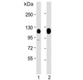 Western blot testing of human 1) HeLa and 2) PC-3 cell lysate with KAP1 antibody. Expectd molecular weight: 88~110 kDa depending on sumoylation level.