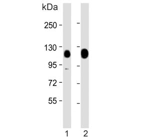 Western blot testing of human 1) HeLa and 2) PC-3 cell lysate with KAP1 antibody. Expectd molecular weight: 88~110 kDa depending on sumoylation level.