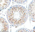 Immunohistochemical staining of TESMIN using anti-TESMIN antibody. TESMIN was detected in a paraffin-embedded section of rat testis tissue. Heat mediated antigen retrieval was performed in EDTA buffer (pH 8.0, epitope retrieval solution). The tissue section was blocked with 10% goat serum. The tissue section was then incubated with 2 ug/ml rabbit anti-TESMIN antibody overnight at 4oC. Peroxidase Conjugated Goat Anti-rabbit IgG was used as secondary antibody and incubated for 30 min at 37oC.