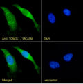 IF/ICC staining of fixed and permeabilized human HeLa cells with TOM1L1 antibody (green) at 10ug/ml and DAPI nuclear stain (blue).