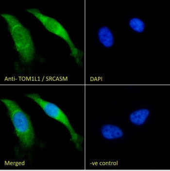 IF/ICC staining of fixed and permeabilized human HeLa cells with TOM1L1 antibody (green) at 10ug/ml and DAPI nuclear stain (blue).