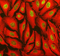 Immunofluorescent staining of TOPBP1 using anti-TOPBP1 antibody (green) and anti-Beta Tubulin antibody (red). TOPBP1 was detected in an immunocytochemical section of U2OS cells. Enzyme antigen retrieval was performed using IHC enzyme antigen retrieval reagent for 15 mins. The cells were blocked with 10% goat serum. And then incubated with 5 ug/ml rabbit anti-TOPBP1 antibody and mouse anti-Beta Tubulin antibody overnight at 4oC. DyLight 488 Conjugated Goat Anti-Rabbit IgG and Cy3 Conjugated Goat Anti-Mouse I