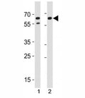 CD46 antibody western blot analysis with human 1) A549 and 2) HeLa cell lysate.