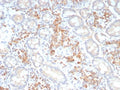 IHC staining of FFPE human colon tissue with Pan-Cadherin antibody (clone Pan-CAD/8019). HIER: boil tissue sections in pH 9 10mM Tris with 1mM EDTA for 20 min and allow to cool before testing.
