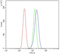 Flow cytometry testing of human U-87 MG cells with ATG7/APG7 antibody at 1ug/million cells (blocked with goat sera); Red=cells alone, Green=isotype control, Blue= ATG7/APG7 antibody.