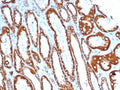IHC staining of FFPE human kidney tissue with SDHA antibody (clone SDHA/7493). HIER: boil tissue sections in pH 9 10mM Tris with 1mM EDTA for 20 min and allow to cool before testing.