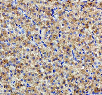 IHC staining of FFPE zebrafish liver tissue with Hspa5 antibody, HRP-labeled secondary and DAB substrate. HIER: boil tissue sections in pH8 EDTA for 20 min and allow to cool before testing.