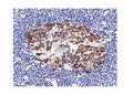 IHC analysis of formalin-fixed, paraffin-embedded normal human spleen stained with CDw75 antibody (clone LN1).