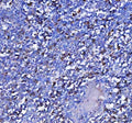IHC staining of FFPE human tonsil tissue with MZB1 antibody. HIER: boil tissue sections in pH8 EDTA for 20 min and allow to cool before testing.