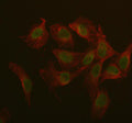 Immunofluorescent staining of IQCE using anti-IQCE antibody (green) and anti-Beta Tubulin antibody (red). IQCE was detected in immunocytochemical section of U2OS cell. Enzyme antigen retrieval was performed using IHC enzyme antigen retrieval reagent for 15 mins. The cells were blocked with 10% goat serum. And then incubated with 5 ug/ml rabbit anti-IQCE antibody and mouse anti-Beta Tubulin antibody overnight at 4oC.