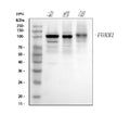 Western blot analysis of FOXM1 using anti-FOXM1 antibody. Lane 1: human Hela whole cell lysates, Lane 2: human DLD-1 whole cell lysates, Lane 3: human MCF-7 whole cell lysates, Lane 4: human U2OS whole cell lysates, Lane 5: rat thymus tissue lysates, Lane 6: rat testis tissue lysates, Lane 7: mouse thymus tissue lysates, Lane 8: mouse testis tissue lysates. After electrophoresis, proteins were transferred to a nitrocellulose membrane at 150 mA for 50-90 min.