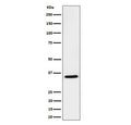 Western blot testing of human Jurkat cell lysate with USF1 antibody. Predicted molecular weight ~34 kDa.