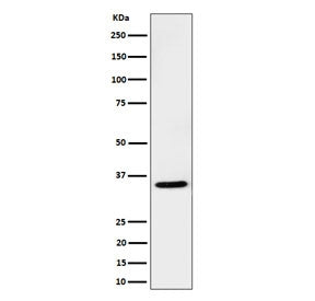 Western blot testing of human Jurkat cell lysate with USF1 antibody. Predicted molecular weight ~34 kDa.