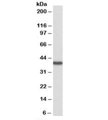 Western blot testing of human kidney lysate with HAO2 antibody at 0.3ug/ml. Predicted molecular weight: ~39 kDa.