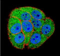 Confocal immunofluorescent analysis of XRCC5 antibody with HeLa cells followed by Alexa Fluor 488-conjugated secondary (green). Actin filaments have been labeled with Alexa Fluor 555 Phalloidin (red). DAPI was used to stain the nuclei (blue).