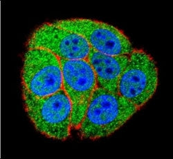 Confocal immunofluorescent analysis of XRCC5 antibody with HeLa cells followed by Alexa Fluor 488-conjugated secondary (green). Actin filaments have been labeled with Alexa Fluor 555 Phalloidin (red). DAPI was used to stain the nuclei (blue).