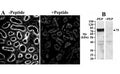 Image A: IHC staining of a rat kidney cryosection with Slc5a1 antibody at 25ug/ml (detection by CY3 fluorescence). Image B: western blot of brush-border membrane lysate from rat kidney tested with Slc5a1 antibody at 2.5ug/ml.