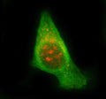 Immunofluorescent staining of STAM2 using anti-STAM2 antibody (red) and anti-Beta Tubulin antibody (green). STAM2 was detected in immunocytochemical section of PC-3 cell. Enzyme antigen retrieval was performed using IHC enzyme antigen retrieval reagent for 15 mins. The cells were blocked with 10% goat serum. And then incubated with 5 ug/ml rabbit anti-STAM2 antibody and mouse anti-Beta Tubulin antibody overnight at 4oC.