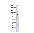 Western blot testing of human JEG-3 cells with Placental Alkaline Phosphatase antibody (clone ALP/870). Predicted molecular weight ~58 kDa but routinely visualized at 60-70 kDa.