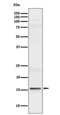 Western blot analysis of recombinant Interleukin 9 using IL9 antibody.