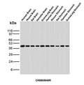 Western blot analysis of Human Brain, Mouse Brain, Rat Brain, Hamster Brain, Guinea pig Brain, Human Stomach, Mouse Stomach, Rat Stomach, Hamster Stomach and Guinea pig Stomach tissue lysates using Creatine kinase B antibody (clone CKBB/8840R). Predicted molecular weight ~43 kDa.
