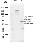 SDS-PAGE analysis of purified, BSA-free PTEN antibody (clone PTEN/2159) as confirmation of integrity and purity.