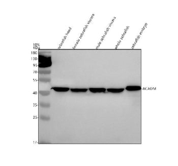 Western blot analysis of Acadm protein using Zebrafish Acadm antibody and 1) zebrafish head, 2) female zebrafish viscera, 3) male zebrafish viscera, 4) whole zebrafish and 5) zebrafish embryo tissue lysate. Predicted molecular weight ~46 kDa.