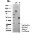 SDS-PAGE analysis of purified recombinant CD8 alpha antibody (clone rCD8/9211) as confirmation of integrity and purity.
