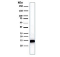 Western blot testing of human heart lysate with Cytochrome C antibody (clone 7H8.2C12). Predicted molecular weight: ~12 kDa, routinely visualized at ~15 kDa.