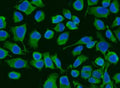 Immunofluorescent staining of FFPE human HeLa cells with ACADM antibody (green) and DAPI nuclear stain (blue). HIER: steam section in pH6 citrate buffer for 20 min.