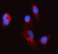 Immunofluorescent staining of SYCN using anti-SYCN antibody (red). SYCN was detected in an immunocytochemical section of PC-3 cells. Enzyme antigen retrieval was performed using IHC enzyme antigen retrieval reagent for 15 mins. The cells were blocked with 10% goat serum. And then incubated with 5 ug/ml rabbit anti-SYCN antibody overnight at 4oC. Cy3 Conjugated Goat Anti-Rabbit IgG was used as secondary antibody at 1:500 dilution and incubated for 30 min at 37oC.
