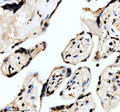 IHC staining of FFPE human placental tissue with FOXF1 antibody, HRP-secondary and DAB substrate. HIER: boil tissue sections in pH8 EDTA for 20 min and allow to cool before testing.