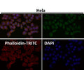 Immunofluorescent analysis using the SEC14L2 antibody (green) at 1:50 dilution.