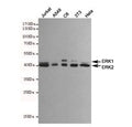 Western blot testing of human Jurkat, human A549, rat C6, moouse NIH3T3 and human HeLa cell lysates using ERK1/2 antibody at 1:1000. Predicted molecular weight: ~44 kDa (ERK1), ~42 kDa (ERK2).