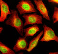Immunofluorescent staining of NUP160 using anti-NUP160 antibody (green) and anti-Beta Tubulin antibody (red). NUP160 was detected in an immunocytochemical section of Hela cells. Enzyme antigen retrieval was performed using IHC enzyme antigen retrieval reagent for 15 mins. The cells were blocked with 10% goat serum. And then incubated with 5 ug/ml rabbit anti-NUP160 antibody and mouse anti-Beta Tubulin antibody overnight at 4oC.