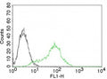 FACS testing of permeabilized human 293T cells with Ku70 + Ku80 antibody. Black=cells alone; Gray=isotype control; Green= Ku70 + Ku80 antibody.
