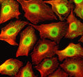 Immunofluorescent staining of NCOR1 using anti-NCOR1 antibody (green) and anti-Beta Tubulin antibody (red). NCOR1 was detected in an immunocytochemical section of cells. Enzyme antigen retrieval was performed using IHC enzyme antigen retrieval reagent for 15 mins. The cells were blocked with 10% goat serum. And then incubated with 5 ug/ml rabbit anti-NCOR1 antibody and mouse anti-Beta Tubulin antibody overnight at 4oC.
