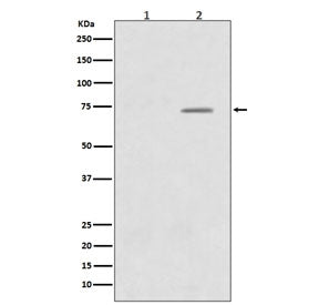 Western blot testing of human HeLa cells 1) untreated and 2) treated with LP, with phospho-Raf1 antibody. Predicted molecular weight ~73 kDa.