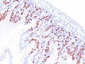 IHC: Formalin-fixed, paraffin-embedded mouse small intestine stained with anti-BrdU antibody (SPM537).