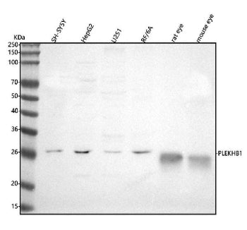 Western blot analysis of PLEKHB1 using anti-PLEKHB1 antibody. Lane 1: human SH-SY5Y whole cell lysates, Lane 2: human HepG2 whole cell lysates, Lane 3: human U251 whole cell lysates, Lane 4: monkey RF/6A whole cell lysates, Lane 5: rat eye tissue lysates, Lane 6: mouse eye tissue lysates. After electrophoresis, proteins were transferred to a nitrocellulose membrane at 150 mA for 50-90 min. Blocked the membrane with 5% non-fat milk/TBS for 1.5 hour at RT.