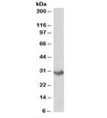 Western blot testing of human spleen lysate with VTCN1 antibody at 0.2ug/ml. Predicted molecular weight: ~31kDa.