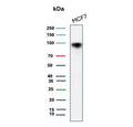 Western blot testing of human MCF7 cell lysate with recombinant CD44 antibody (clone HCAM/2875R). Predicted molecular weight ~81 kDa but may be observed at higher molecular weights due to glycosylation.