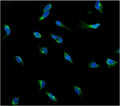 Immunofluorescent staining of FFPE human U-2 OS cells with USP15 antibody (green) and DAPI nuclear stain (blue). HIER: steam section in pH6 citrate buffer for 20 min.