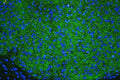 Immunofluorescent staining of FFPE mouse brain tissue with Tyrosine Hydroxylase antibody (green) and DAPI nuclear stain (blue). HIER: steam section in pH8 EDTA buffer for 20 min.