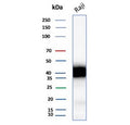 Western blot testing of human Raji cell lysate with recombinant CD48 antibody. Expected molecular weight: 28-50 kDa depending on glycosylation level.