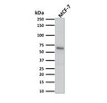 Western blot testing of human MCF7 cell lysate with Estrogen Receptor alpha antibody (clone ESR1/1904). Predicted molecular weight ~66 kDa.