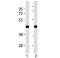 Western blot testing of 1) zebrafish lysate and 2) ZF4 cell lysate with zebrafish beta actin antibody.