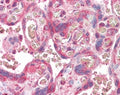 IHC testing of FFPE human placental tissue with ERV3 antibody at 3.75ug/ml. HIER: steamed antigen retrieval with pH6 citrate buffer; AP-staining.
